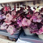 Heuchera hybridná (Heuchera hybrida) ´MULBERRY´ - výška 30-40 cm, kont. C2L